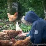 nourrir les animaux de la mini-ferme pendant des vacances d'été en famille ou un transfert IME ITEP MECS ...