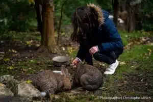 lapin, animal de la ferme pédagogique