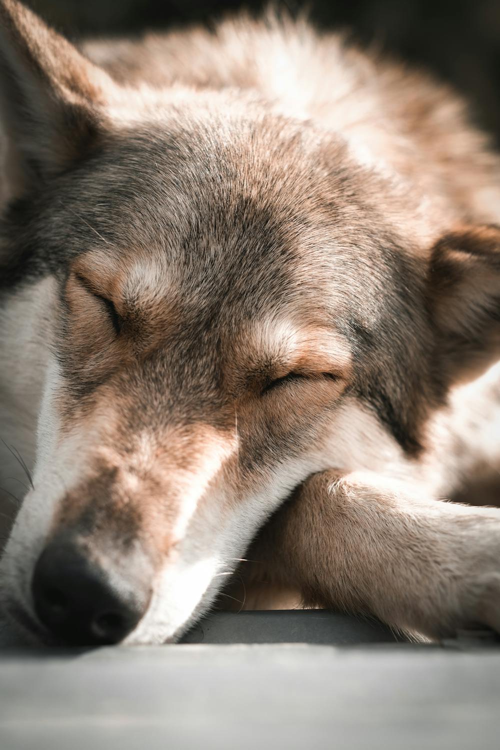 Randonnées avec les chiens-loups